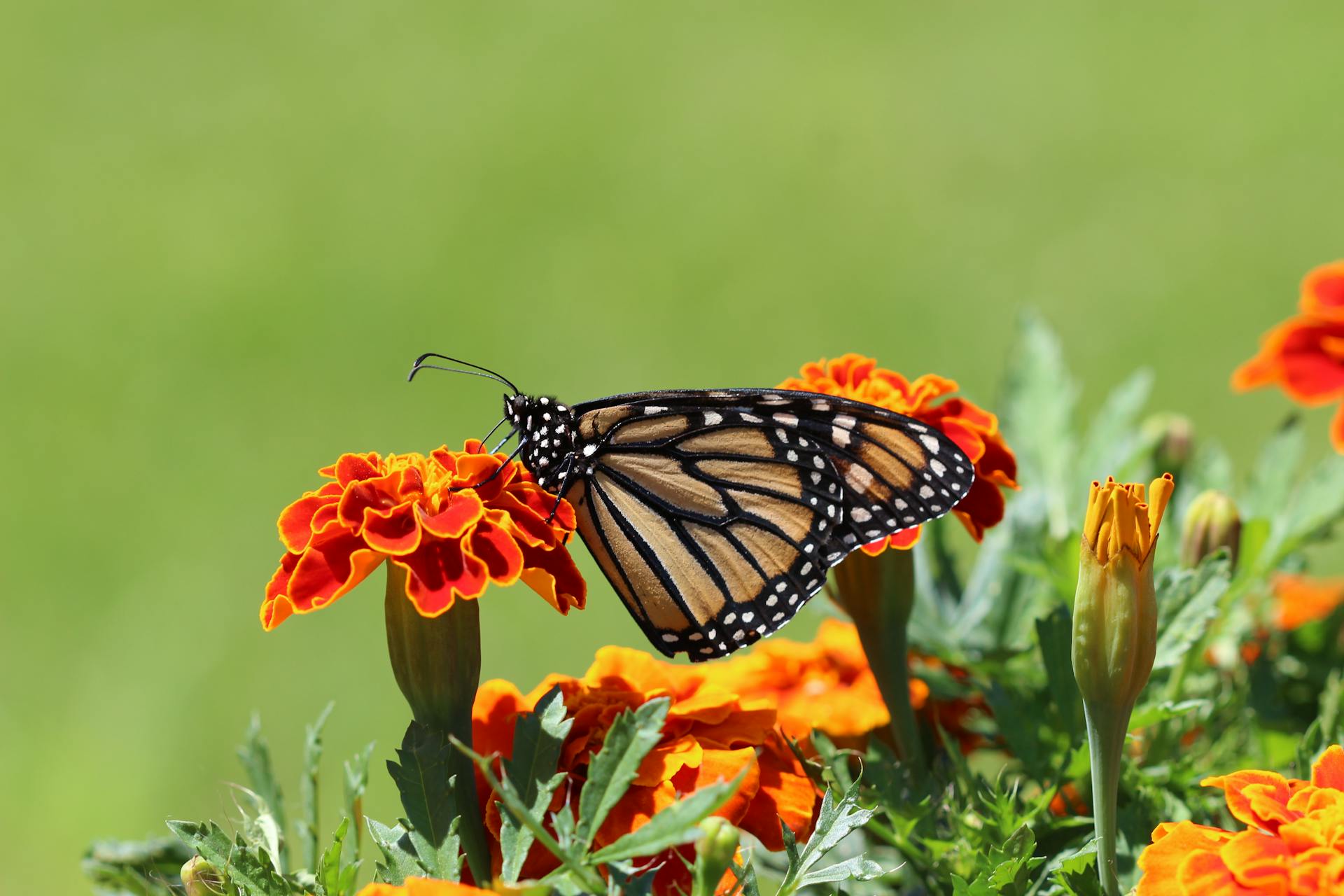 Butterfly Background