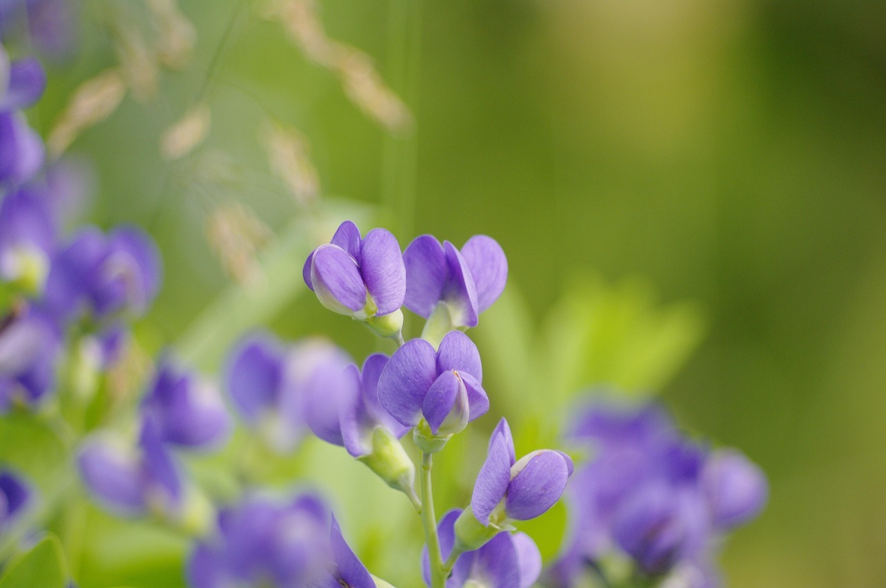 Benefits of Indigo Powder for Hair